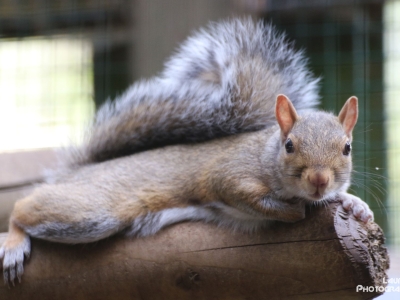 Grijze eekhoorn - De Zonnegloed - Dierenpark - Dieren opvangcentrum - Sanctuary